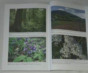 Fitosocjologiczne uwarunkowania ochrony przyrody Beskidu Śląskiego (Karpaty Zachodnie)