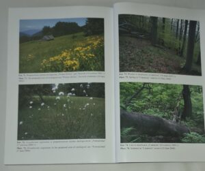 Fitosocjologiczne uwarunkowania ochrony przyrody Beskidu Śląskiego (Karpaty Zachodnie)
