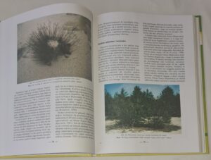 Relacje między roślinnością i glebą w inicjalnej fazie sukcesji na obszarach piaszczystych